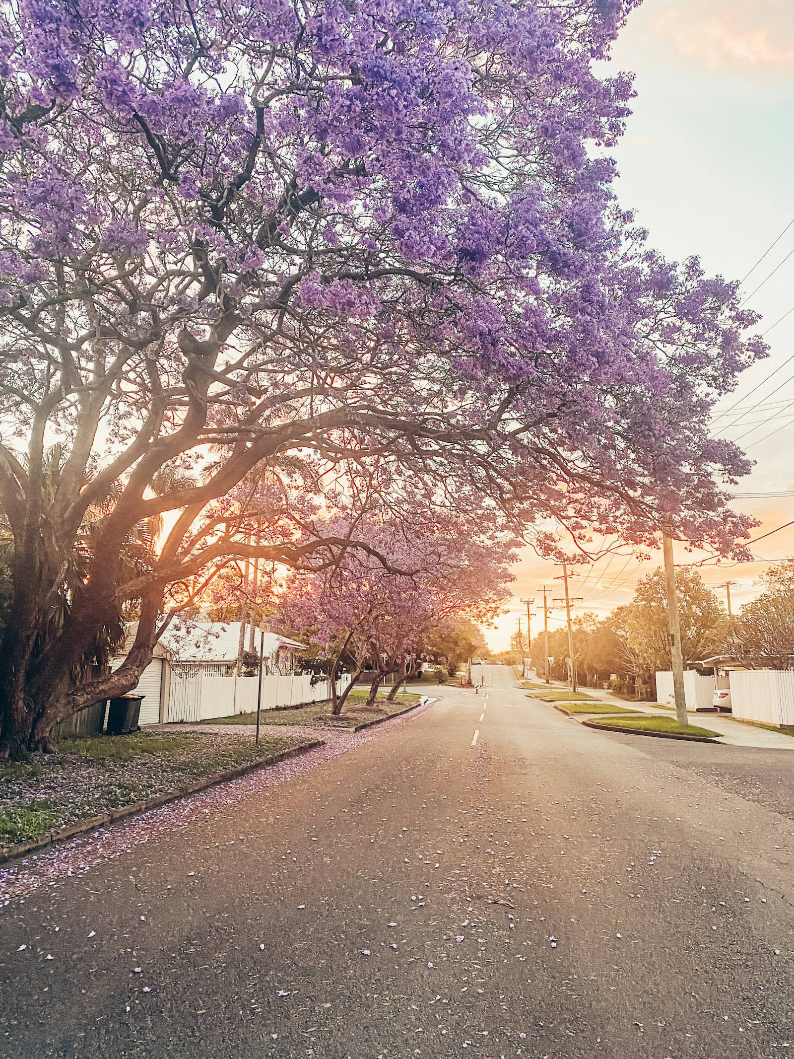 A residential Brisbane street lined with a blooming purple jacaranda tree