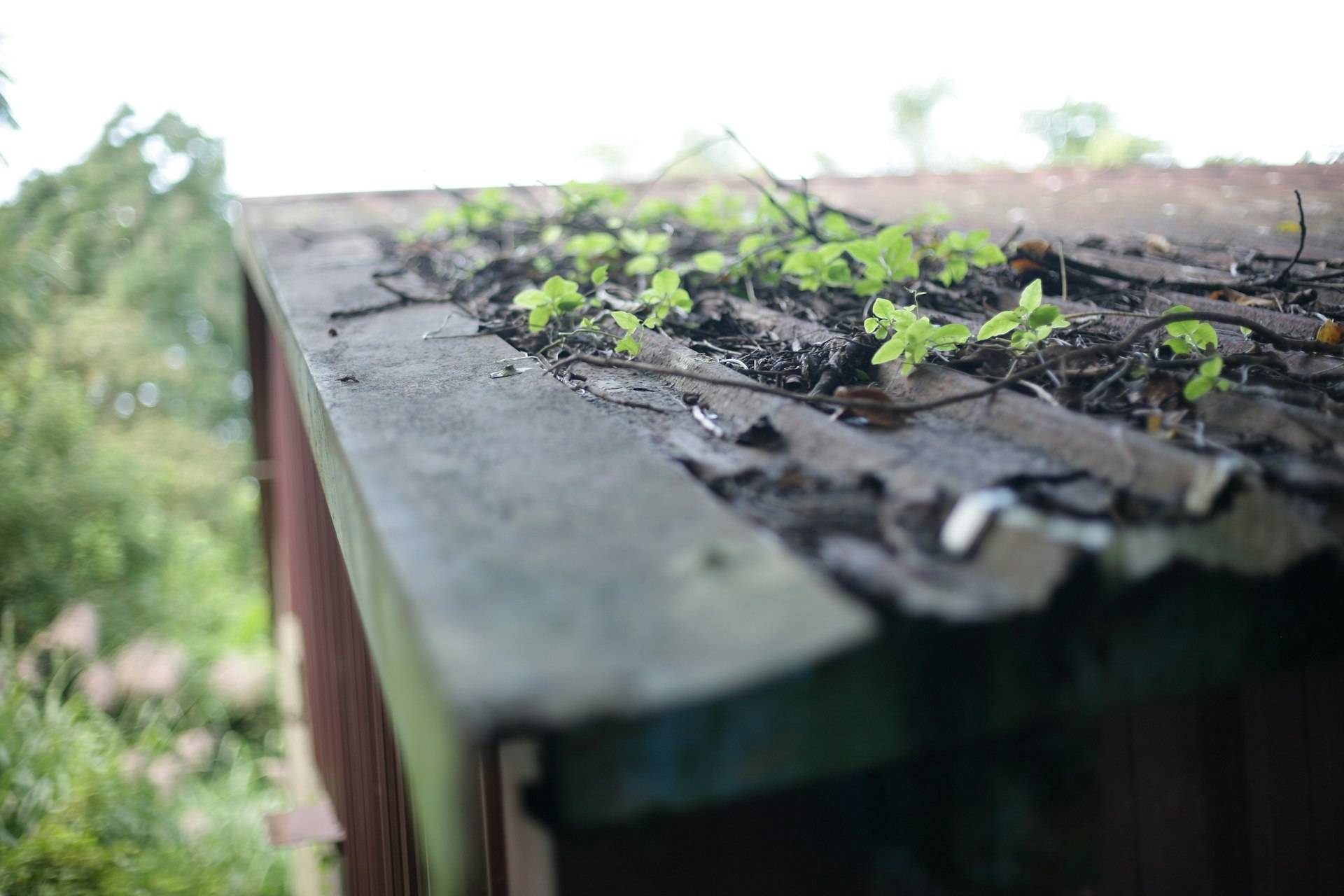 Seedlings and decomposed leaf matter growing inside a neglected gutter