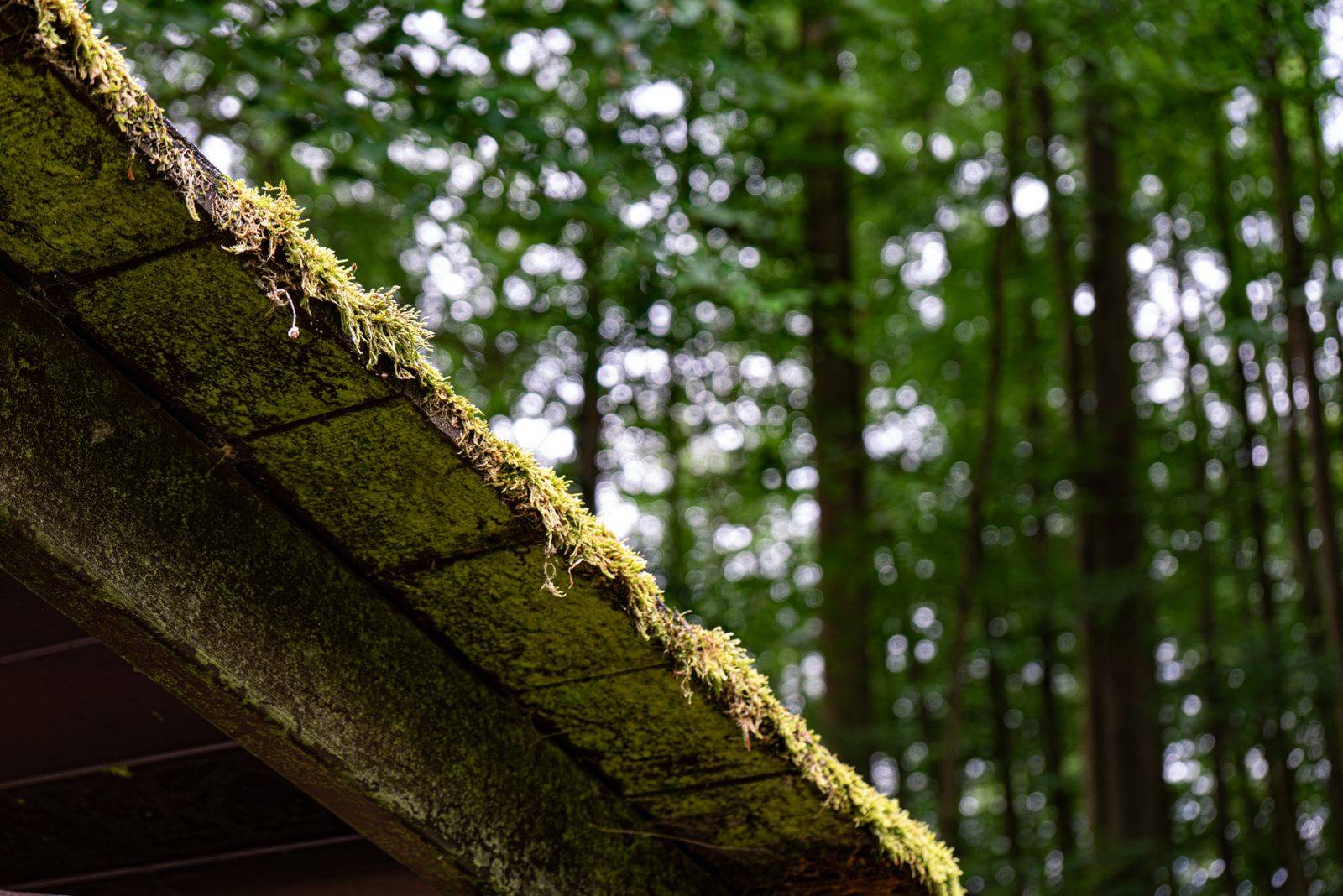 A moss-covered roof edge shaded by dense forest tree cover