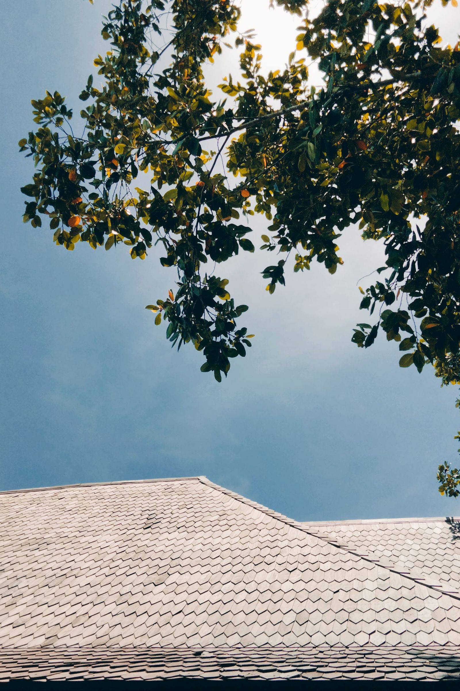 A shingled roof peak beneath the overhanging canopy of a fruit tree