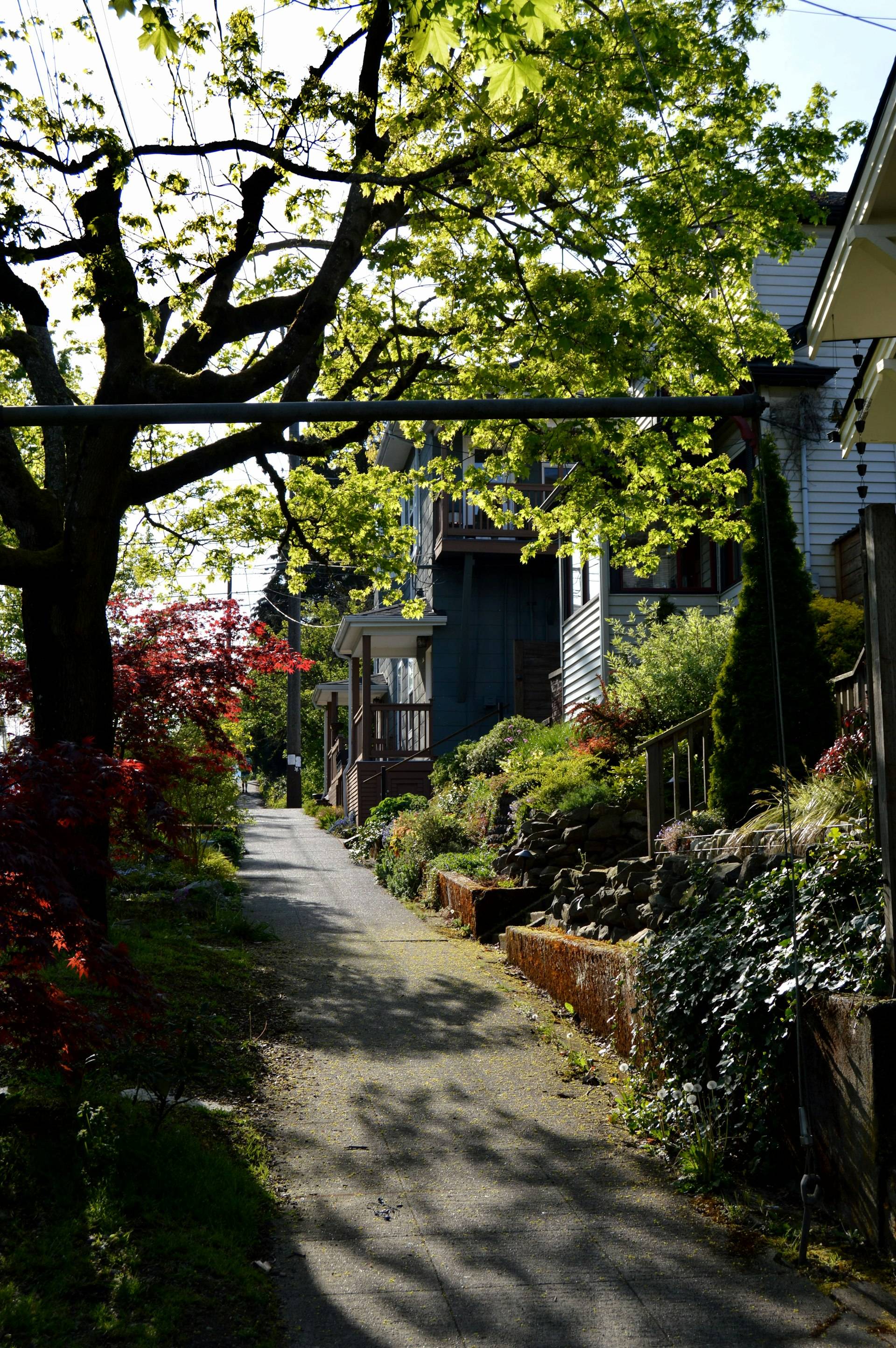 A lush garden path between houses on a Seattle hillside