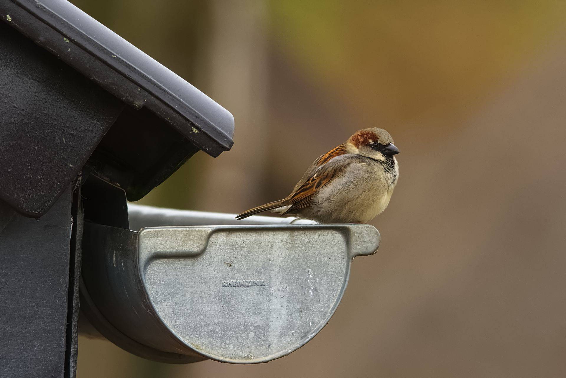 A half-round profile gutter end, with a house sparrow perched on the edge